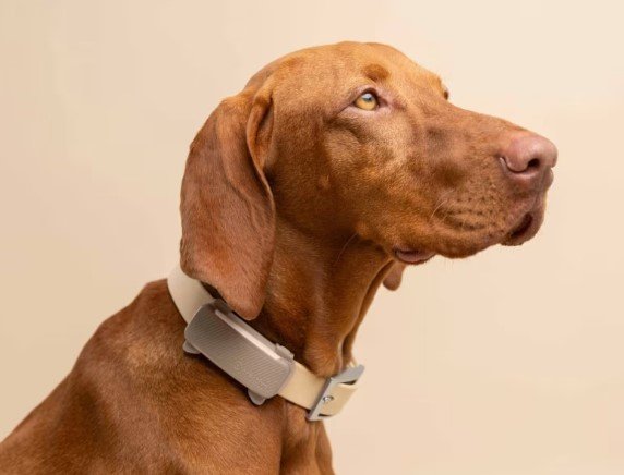 gps dog trackers