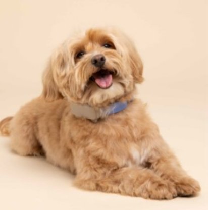 GPS Trackers for dogs