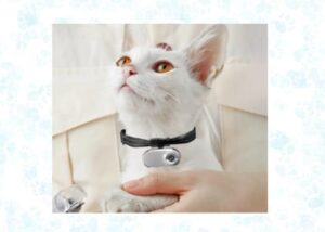 pet camera collar