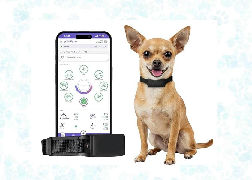 dog health monitoring device
