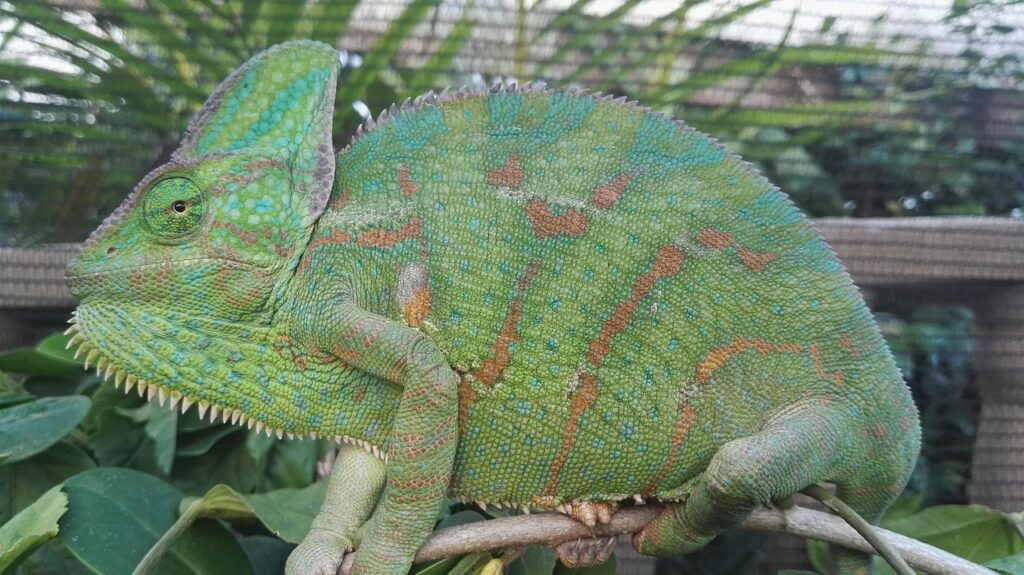 chameleon care