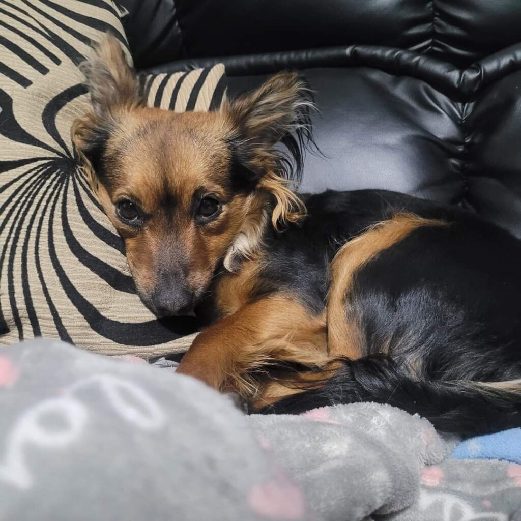 funny facts that new pet owners need to know