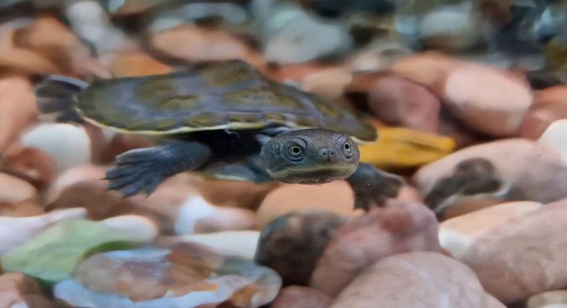 fitzroy river turtle