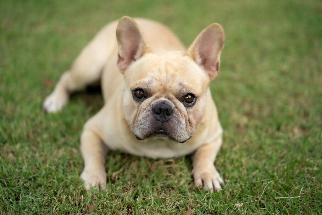 most popular dog breeds