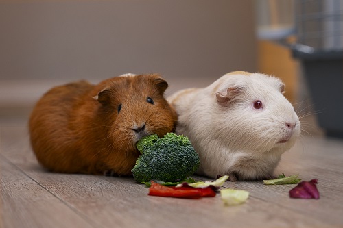 popular pets and breeds