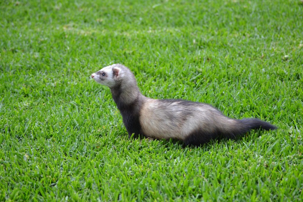 huron, hurolates, pets, ferrets, huron, huron, huron, huron, huron, ferrets, ferrets, ferrets, ferrets