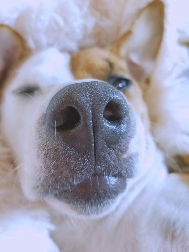 A serene close-up of a dog's nose with a soft focus effect, capturing its gentle expression.