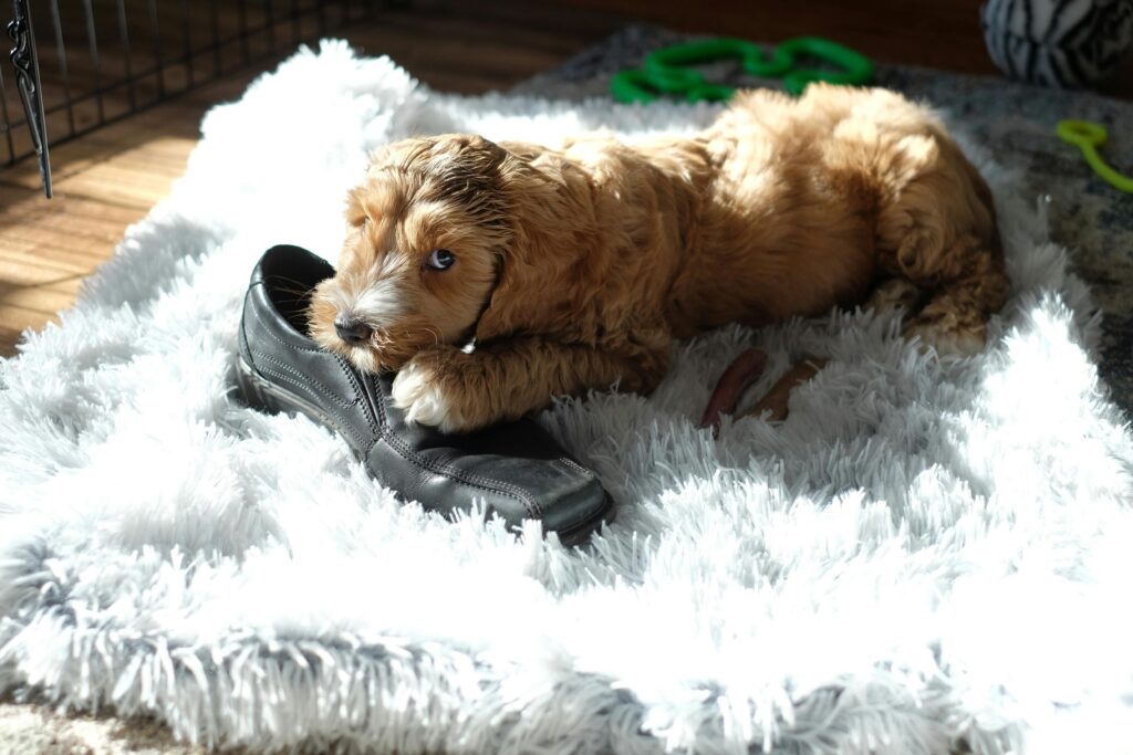 Adorable puppy caught chewing on a shoe, lying on a soft fluffy rug in a sunny room.