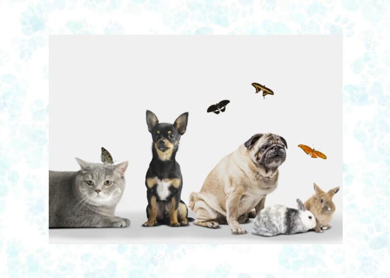 how to choose the right pet