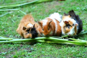 Three cute guinea pigs enjoying fresh green stalks on the grass in a lush outdoor setting.