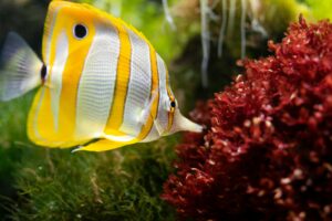 Butterfly fish exploring red coral in a lush underwater world, showcasing marine life beauty.