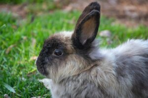 Adorable close-up of a fluffy rabbit outdoors on green grass. Perfect for spring themes.