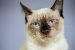 Charming Siamese cat with blue eyes and distinct markings in São José do Rio Preto, SP, Brasil.