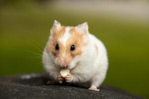 A cute hamster eating on a rock, captured in a natural outdoor setting.