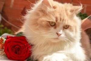 Close-up of a fluffy Persian cat with a vibrant red rose, showcasing elegance.