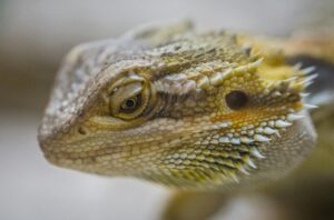 Detailed close-up of a bearded dragon showcasing its textured scales and vibrant colors.