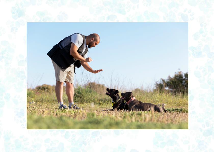 pet training devices