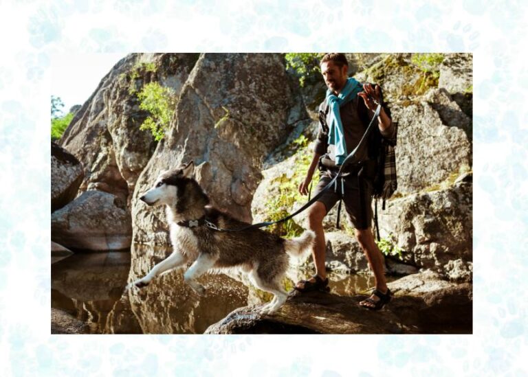 outdoor adventures with pets