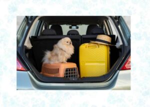 road trips with pets