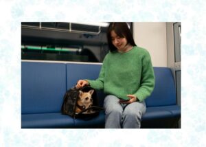 train travel with pets