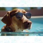 pet summer safety