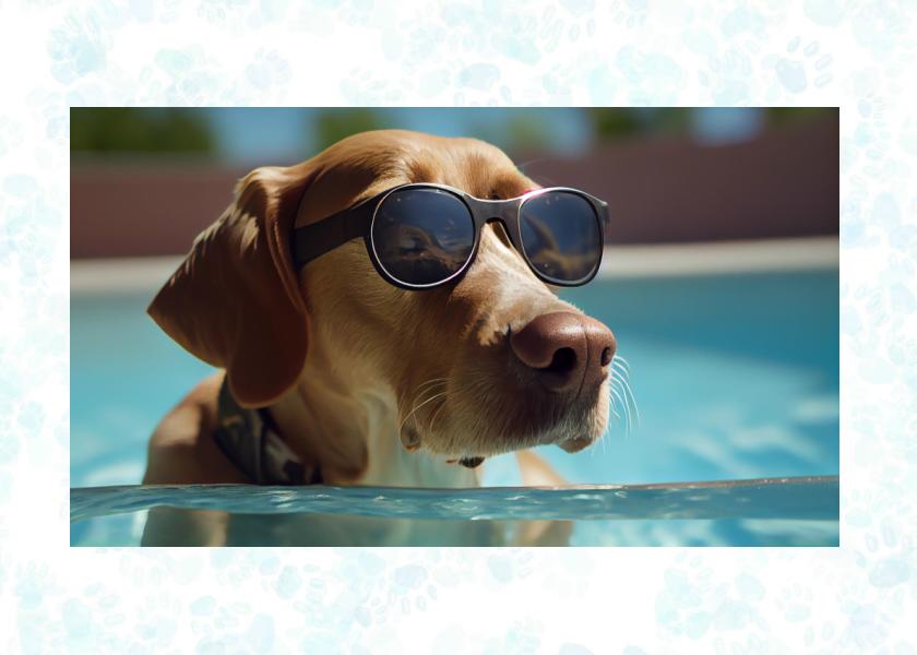Summer blog pet summer safety
